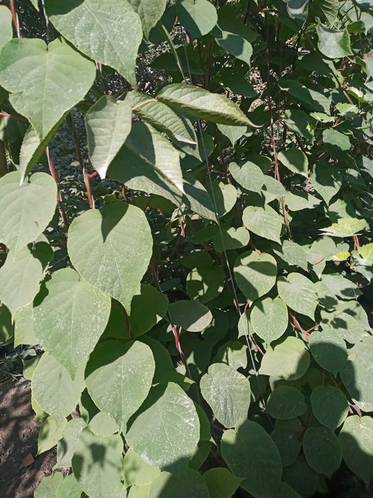 Йирик киви кучатлари