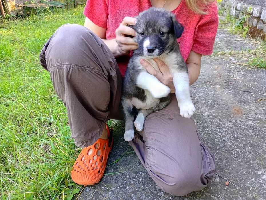 Ofer spre adoptie catelusa 2,5 luni talie medie, oriunde in tara.