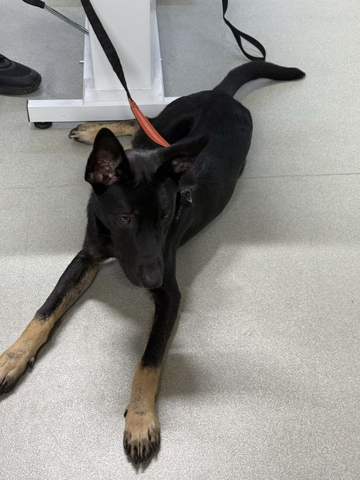 Ciobanesc metis alsacian cu malinois