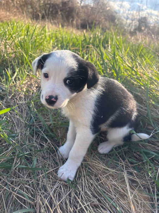 3 кученца търсят своя дом