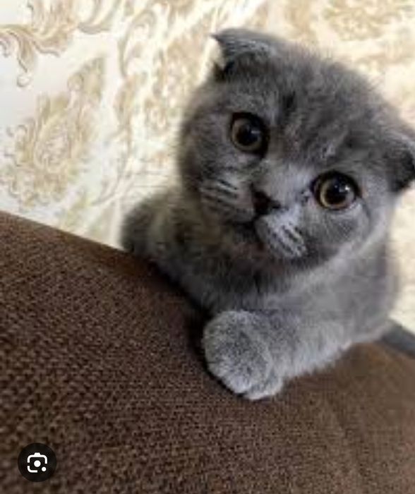 Mushuk sotaman srochna