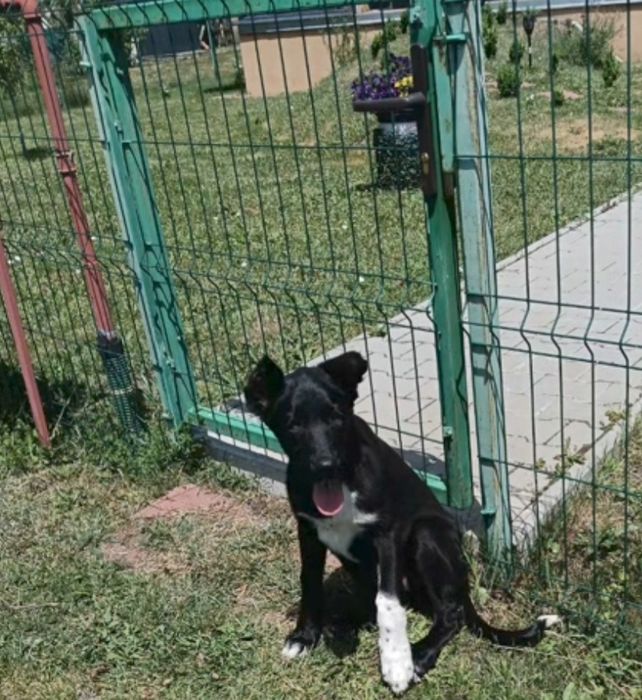 De adoptat o cățea  nu știu câți ani are am gasito