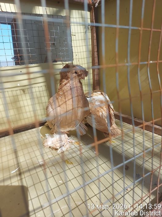 Голуби наваты молодые