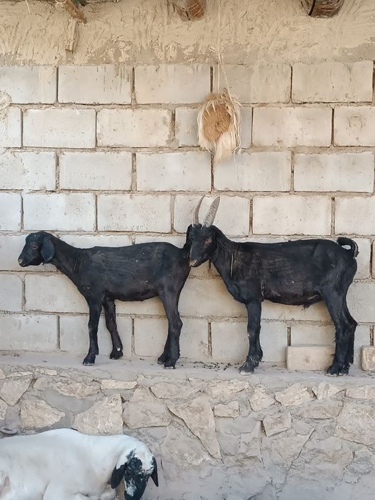 Uloqlar echki sotladi