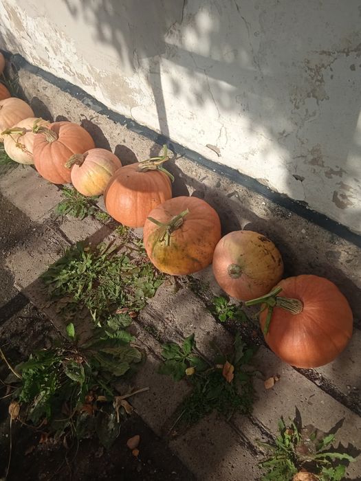 Кабочки.тыква. домашние