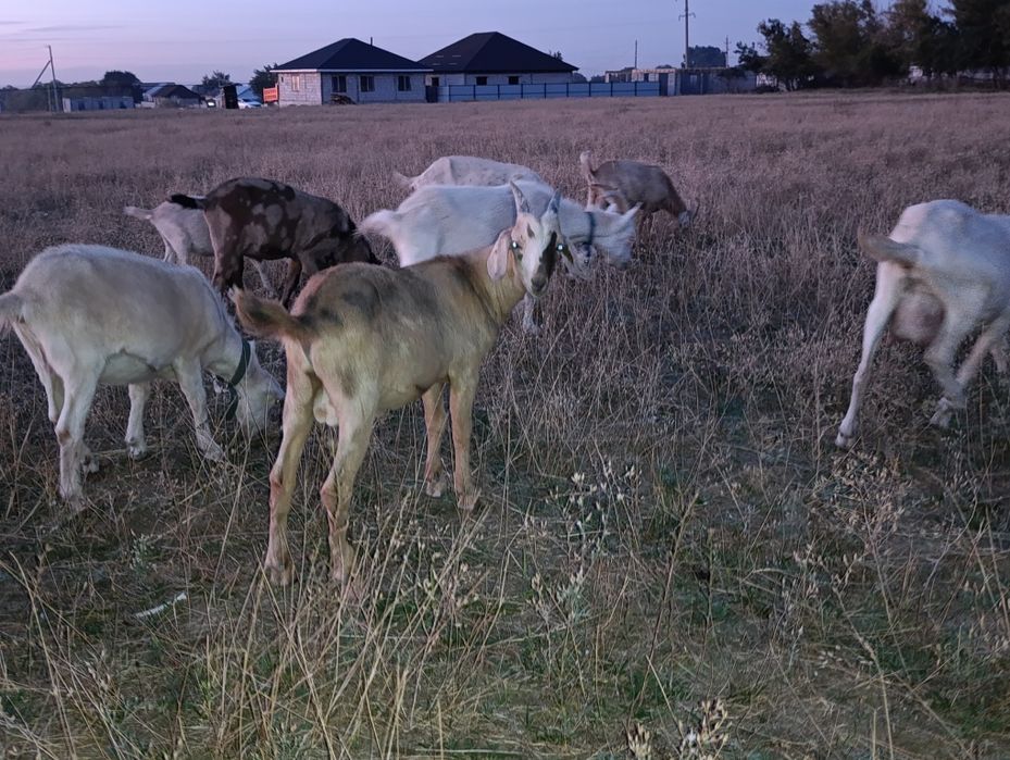 Сүтті ешкілер сатылады