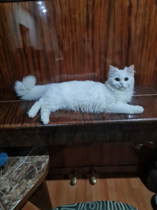 Британский длиношерстный кот на вязку!