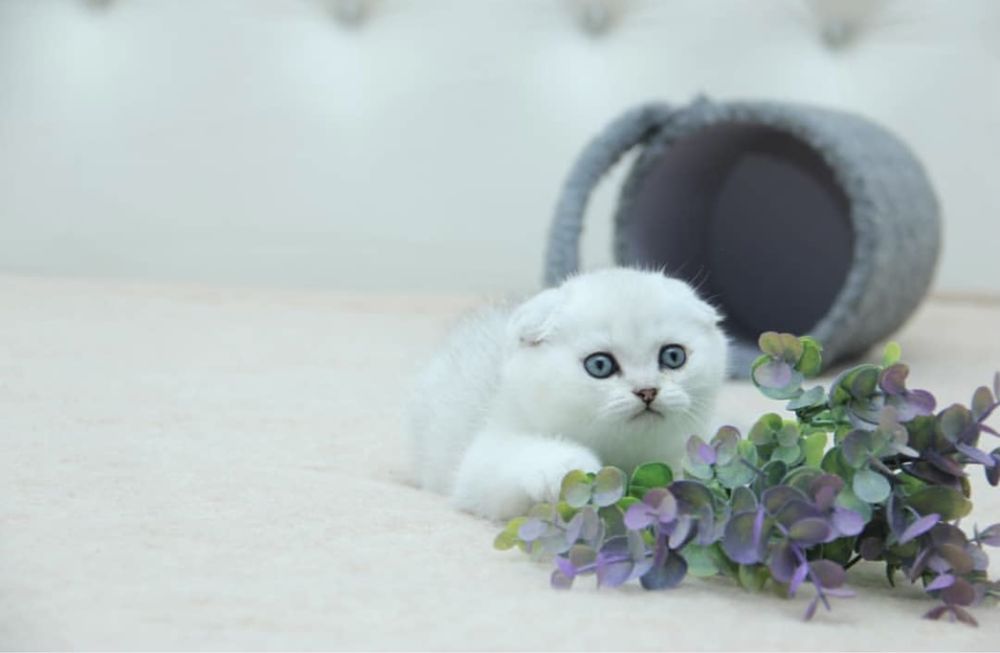 Шикарные котятки шиншилятки