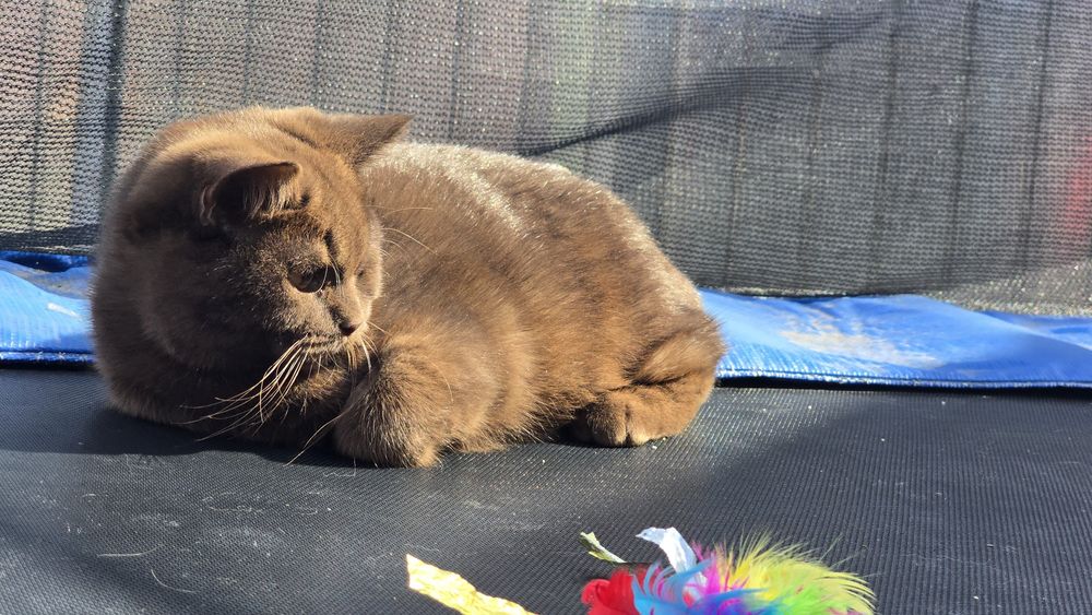 British shorthair
