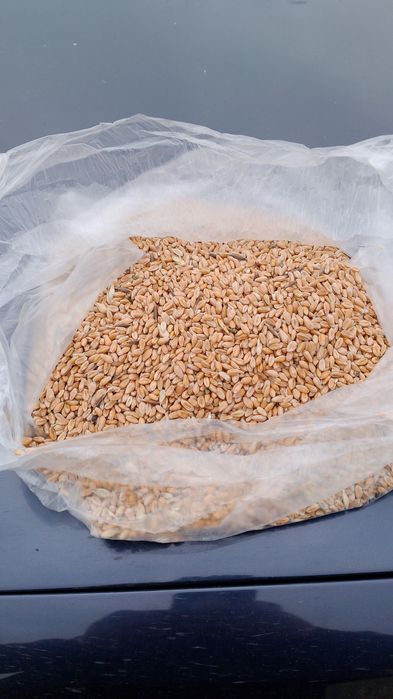 Продам на корма пшеницу