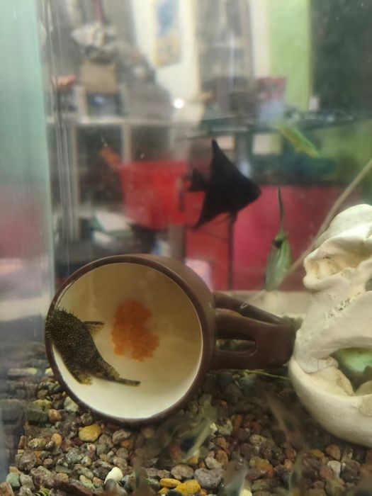 Анциструсы пара.. Рабочая.