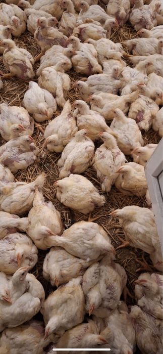 Puii albi si rasă mixta