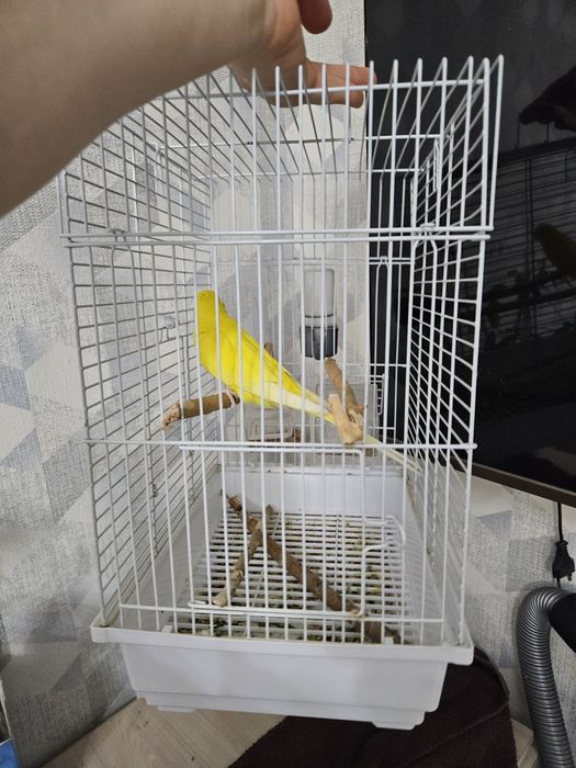 Волнистый попугайчик с клеткой