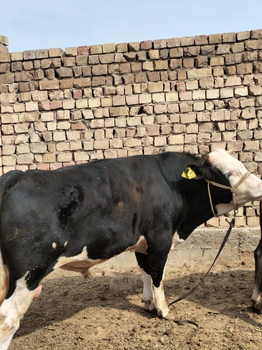 Ферма  арендага берилади мол, паранда, куй бокиш учун хамм