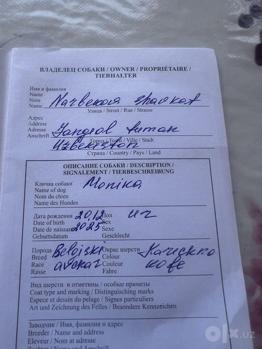 Сабака авчарка белгийская
