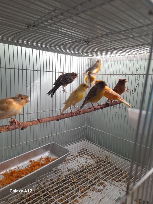 Хар хил рангли канарейкалар сотилади.