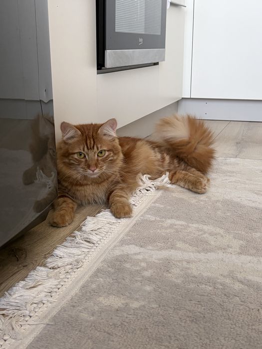 Отдам кота бесплатно