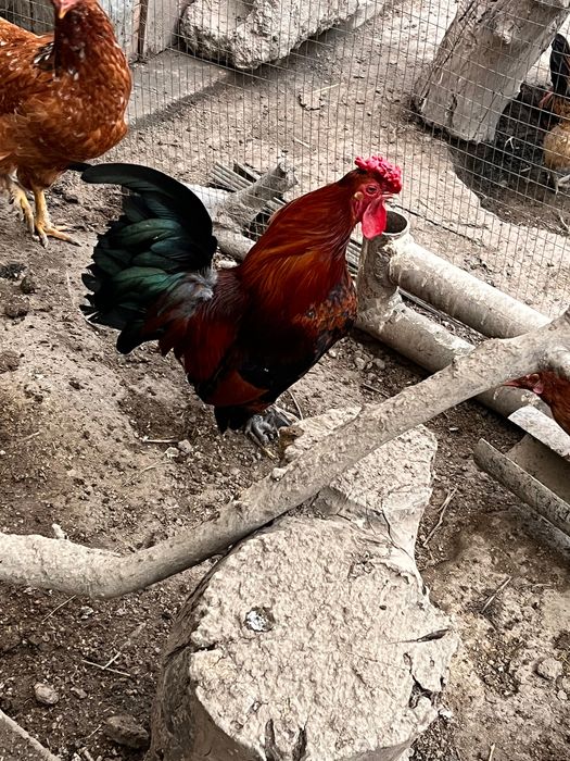 Хуроз Японча домашний