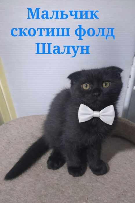 О цене договоримся, самое главное у кого есть опыт.  Породистые котята