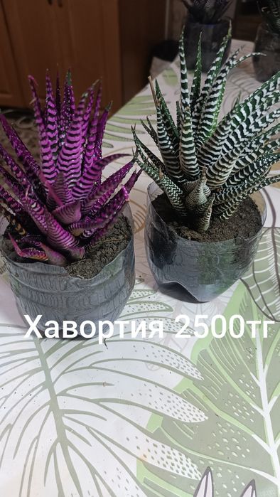 Продам комнатные растения