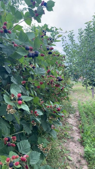 Vand Mure in cantitati mari.