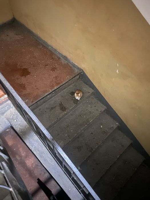 отдам котенка в добрые руки