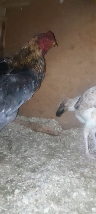 Дакан мошный зат