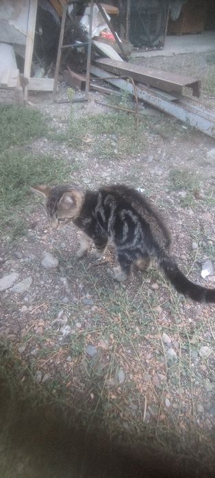 Бенгальские котята