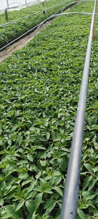 Răsaduri de vânzare