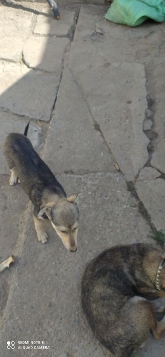 Отдам щенят в хорошие руки с отслеживанием их судьбы