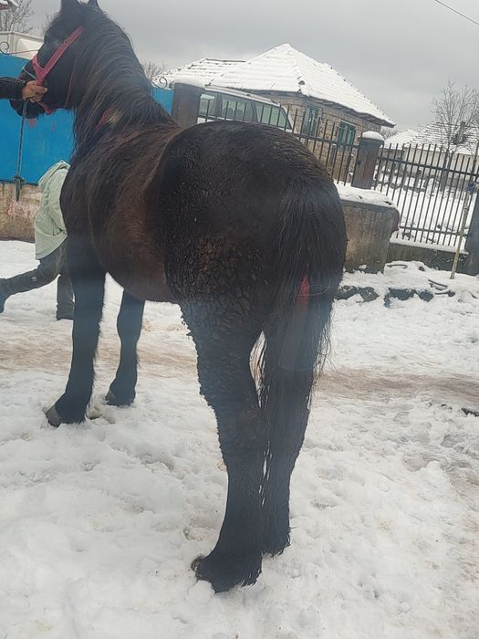 Vând mânză de 3 ani foarte blândă mai multe detalii la tel