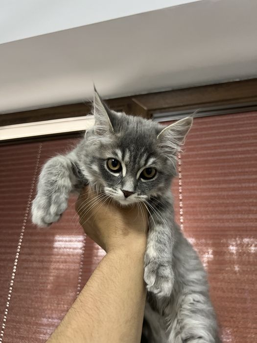 Продается кошка британская ! Мушук сотилади зоти британская !