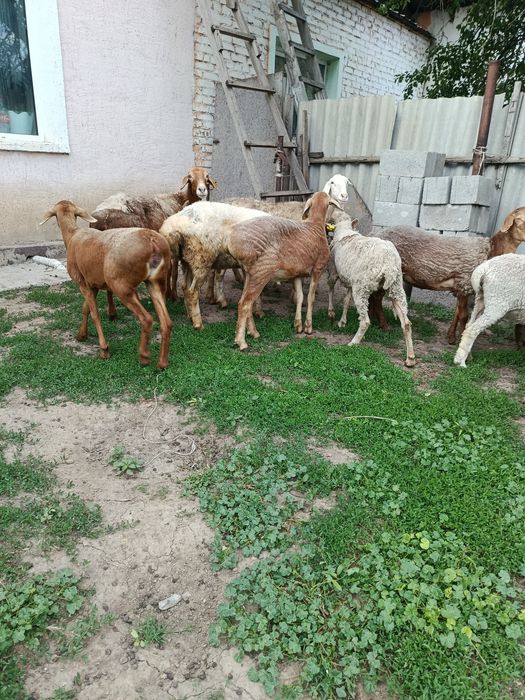 В продажи Барашки жирные