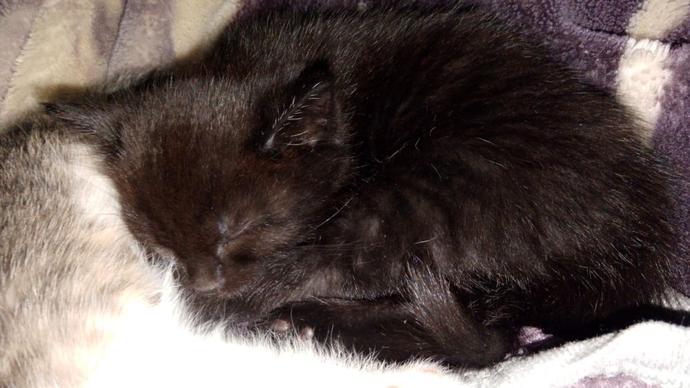 Отдам котят в добрые руки