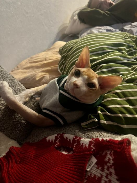 Котики сфинксы редкого окраса