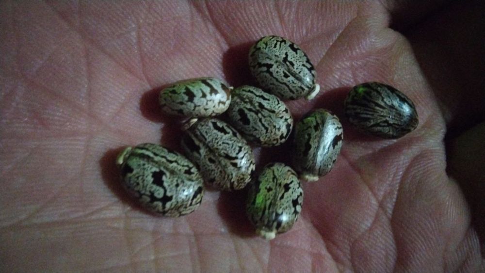 Kanakunjut moykana bor 150 kg Jizzax