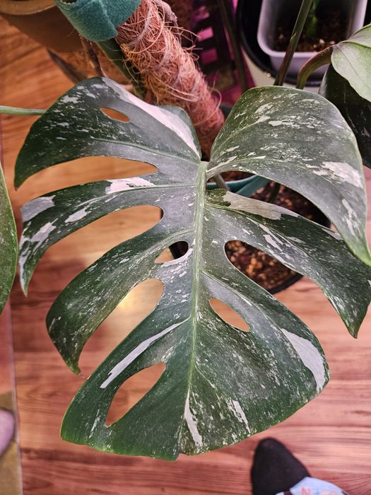 Продам комнатные растения