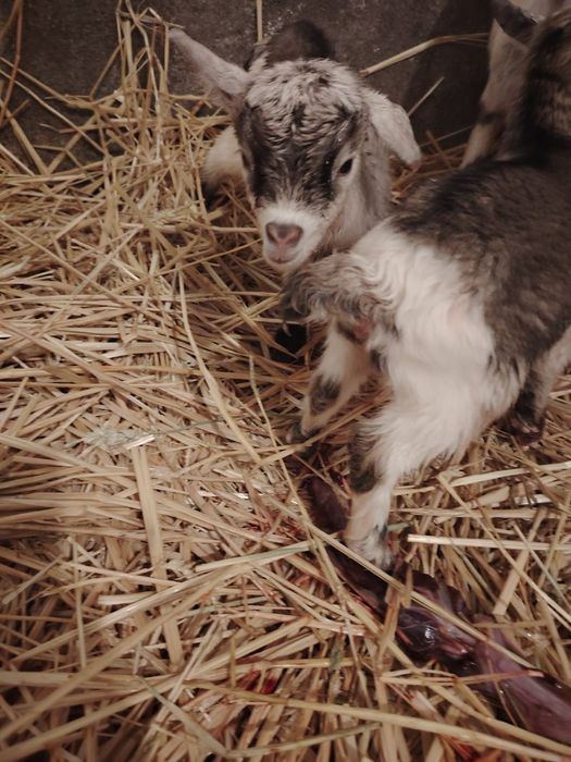 Vând iezi de capre pitice