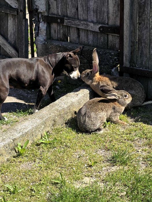 Iepurași de vanzare (marele German)