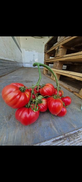 Roșii Țărănești Calitatea a Doua a