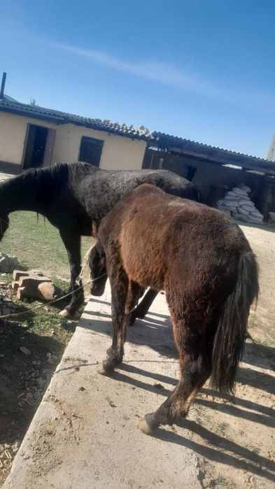 Бие жабағысымен сатылады