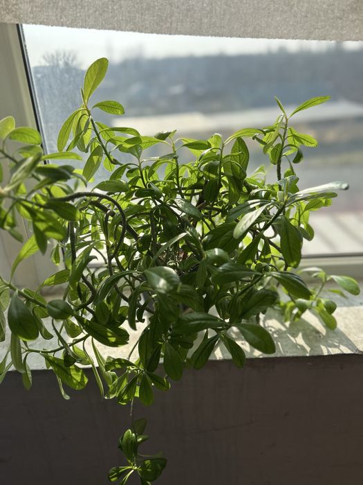 Красивве цветы для дома и офиса