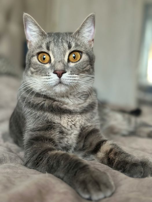 Кошечка Лекси 1,5 года