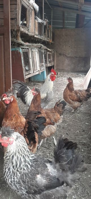 Әтеш Қораздар Петухи