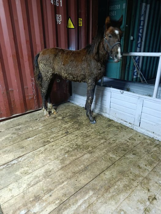 Продам жабагы еркек