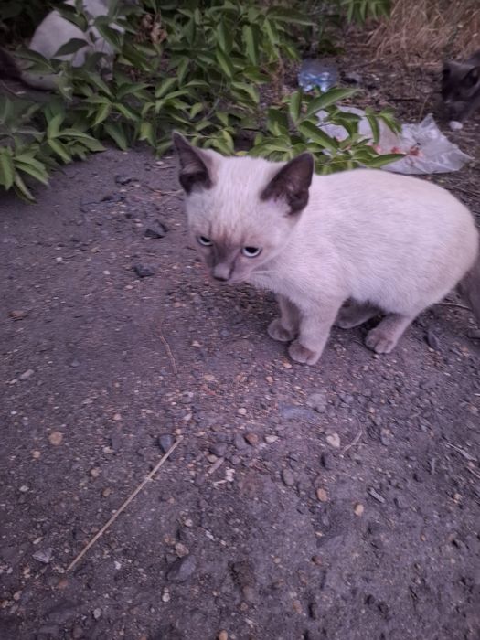 Отдам  красивых котят