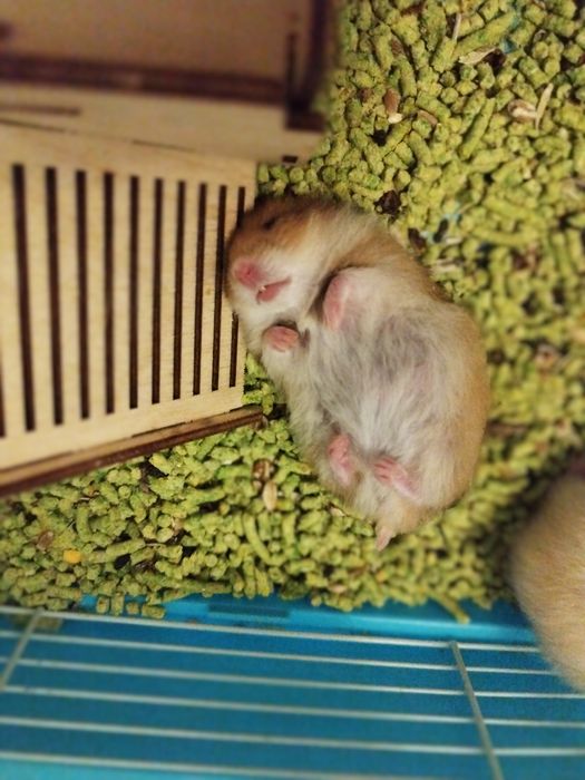 Отдам даром молодых сирийских хомяков