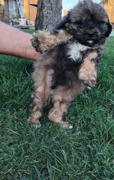 Caniche  pitic  shihpoo.