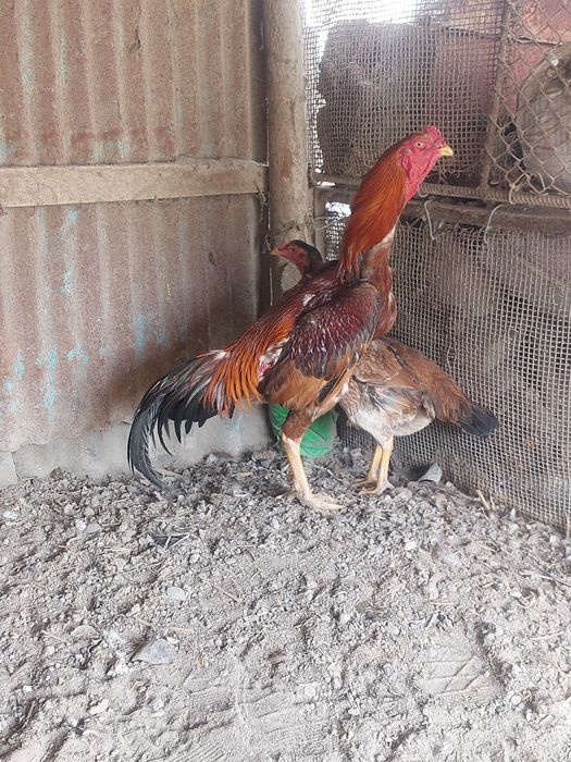 Дакан сатылады срочно