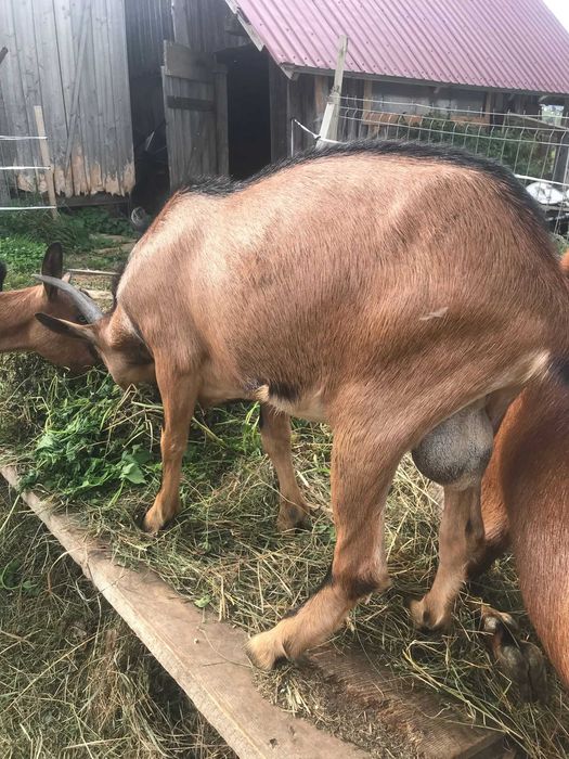 De vânzare lot capre